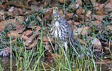 Chinese Pond-Heron